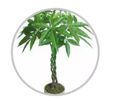 綠植搭配也有講究！